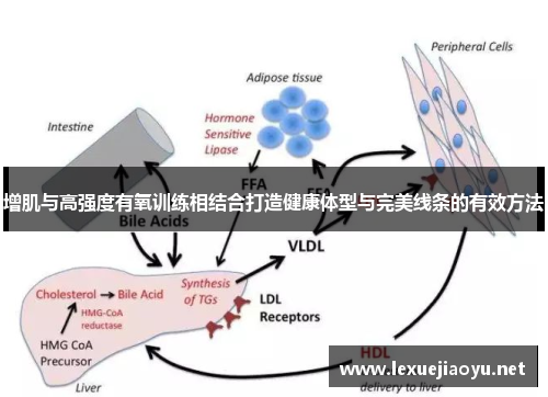 增肌与高强度有氧训练相结合打造健康体型与完美线条的有效方法